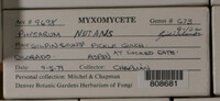 Physarum nutans image